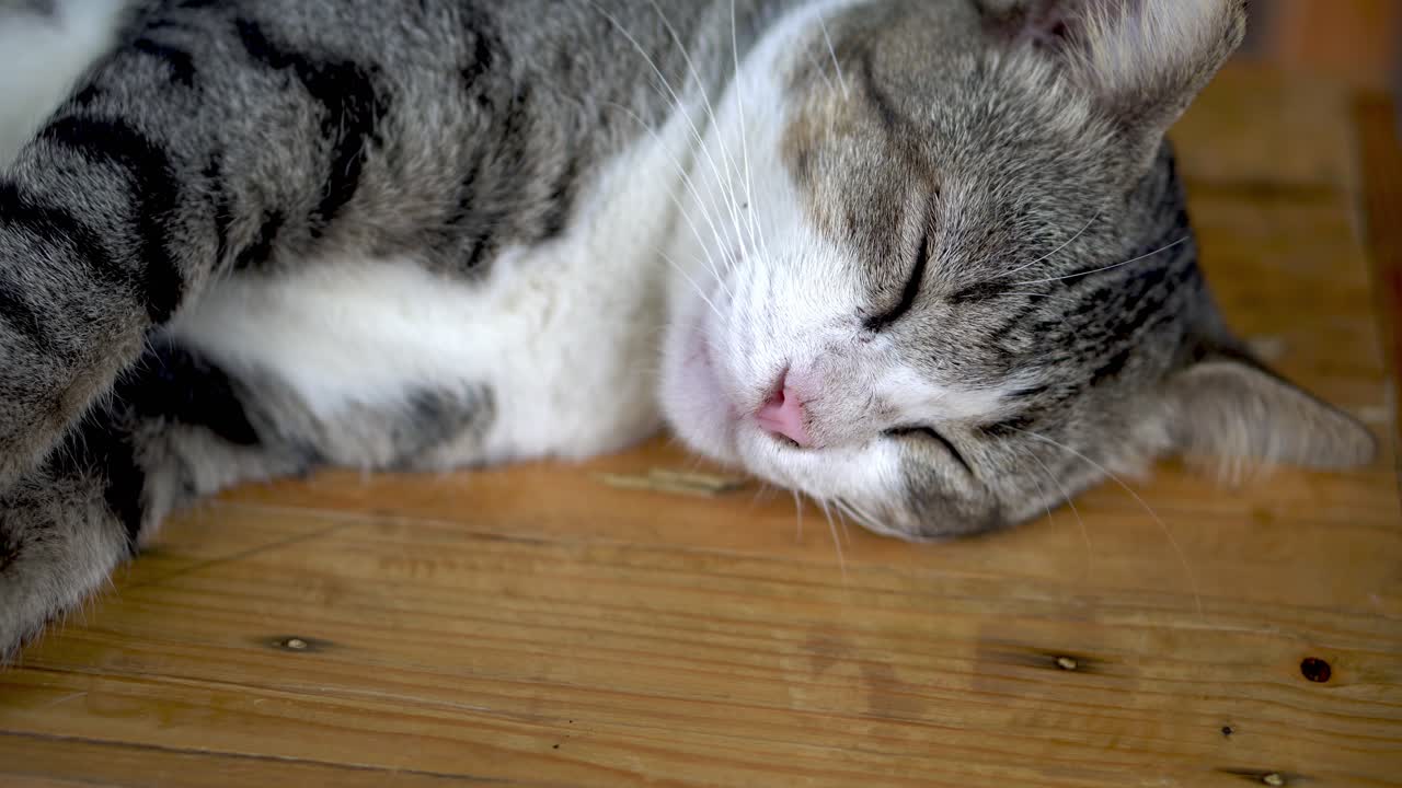 게으른 고양이 잠을 자고  ⁇ 는 걸어