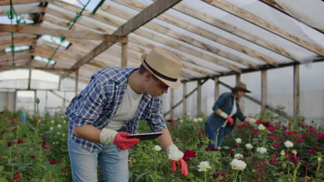 colleagues florists work together with tablet computers in a rose-growing greenhouse. small business doing flower check teamwork on a tablet computer over the internet.