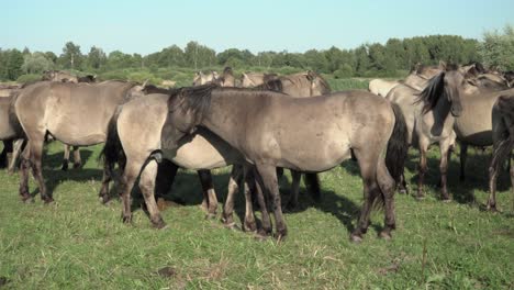 Group-of-the-grey-horses-in-the-meadow