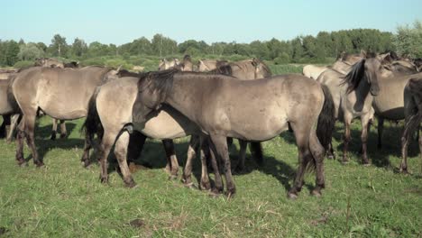 group of the grey horses in the meadow