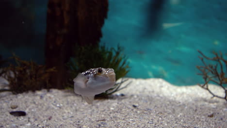 Peces-Nadando-En-El-Tanque-Del-Acuario