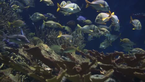 acuario de valencia 30