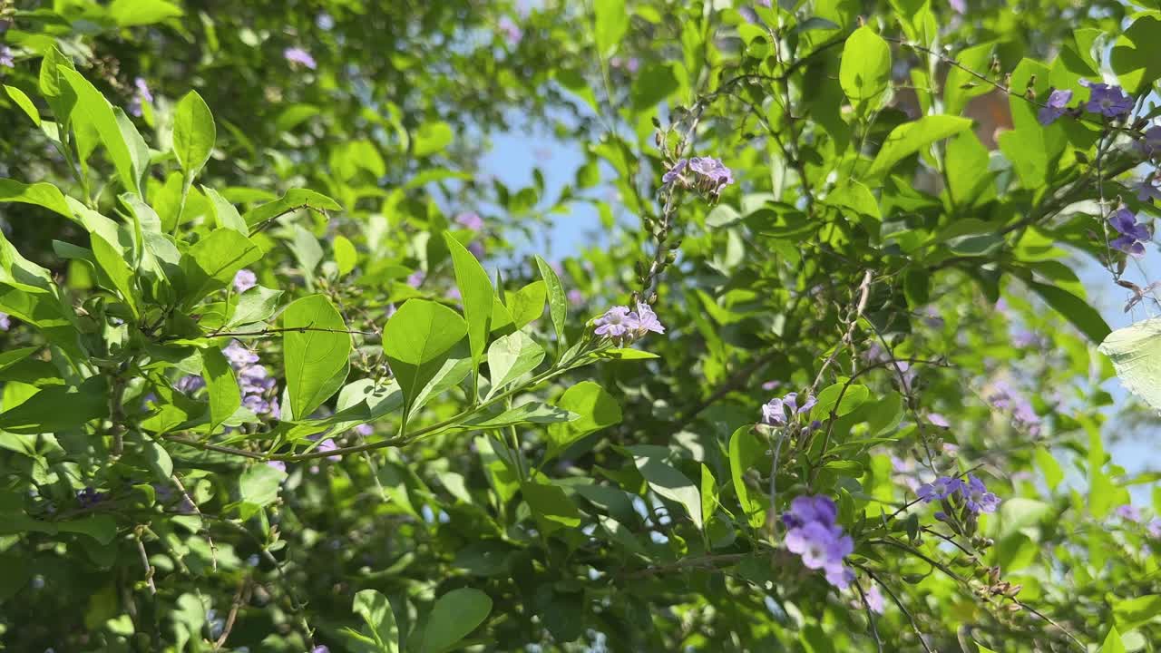 A green buttterfly parched on the small purple flower in the garden, butterfly moving through flowers