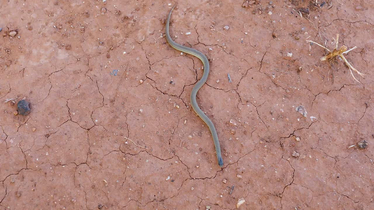 Static video of a Great Plains Ground Snake Sonora episcopa