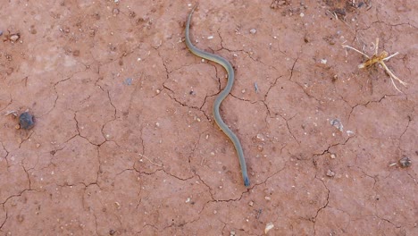 static video of a great plains ground snake sonora episcopa
