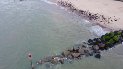 Aerial-shot-of-a-colony-of-grey-seals-basking-on-a-coastal-shoreline,-tracking-backwards-to-reveal-the-greater-natural-landscape-surrounding-of-Horsey-Gap-and-the-North-Sea,-Norfolk,-England,-UK