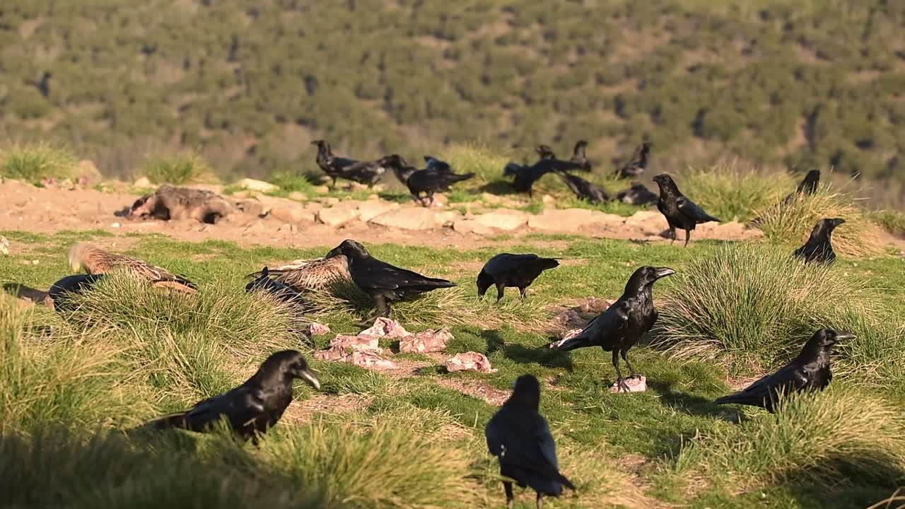cuervo negro comiendo presa en un prado de hierba