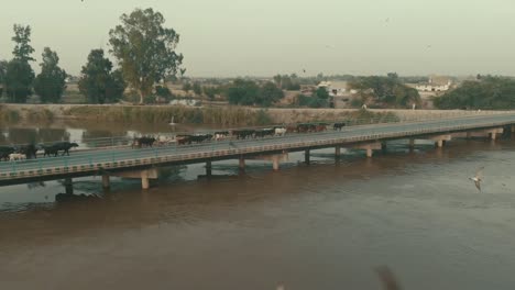 cows crossing bridge over river in karachi, pakistan