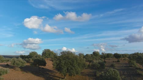 huge field of holm oak groves in los pedroches, cordoba