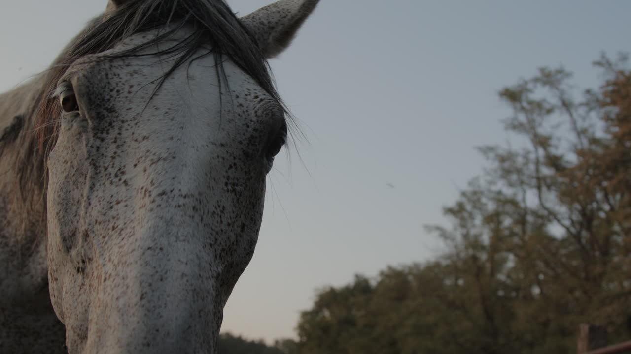 A brown horse in the paddock