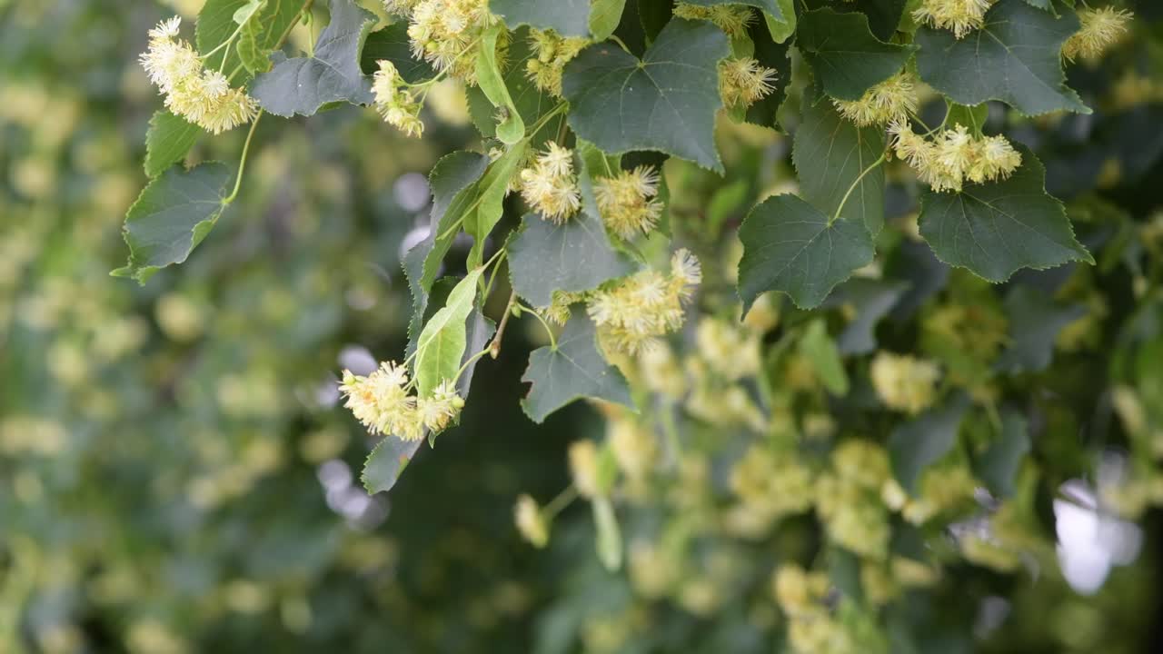 Linden tree blossoms