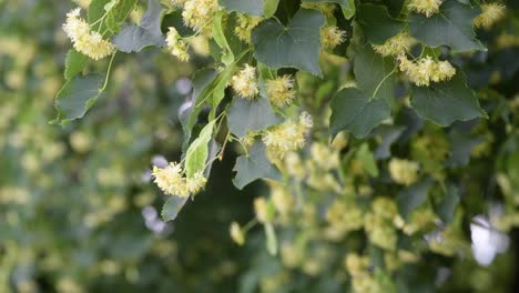 flores de árbol de tilo