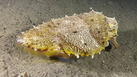 Cuttlefish-hunting-during-night