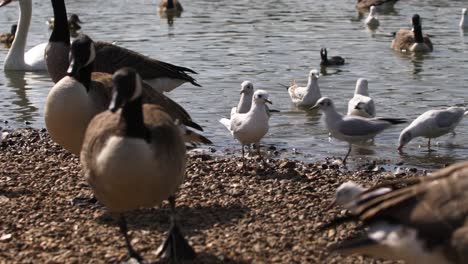 Patos-Y-Pájaros-En-Busca-De-Comida-Por-La-Orilla-Del-Estanque-Pen,-Richmond,-Londres