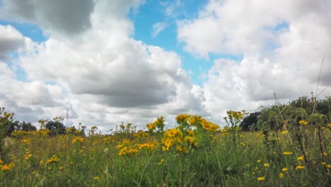 Feld-Blühender-Goldrutenblumen-Mit-Wolken,-Die-Sich-Im-Frühling-Am-Himmel-Bewegen