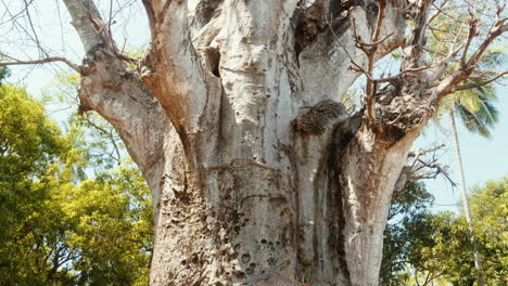 gran y antiguo árbol sagrado africano bao bao en zanzíbar, tanzania, áfrica