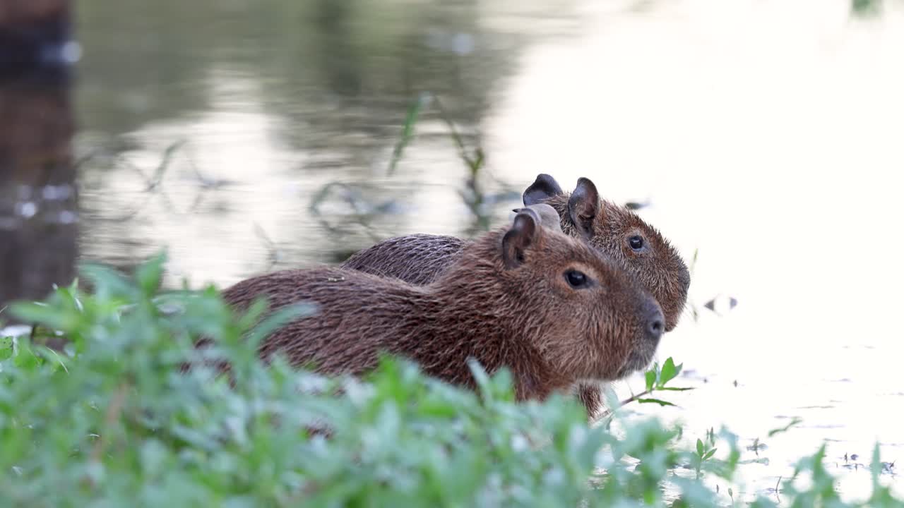 Cuccioli di capibara sulle rive del fiume Miranda e uccelli che mangiano gli insetti che si posano su di loro. Pantanal, Brasile
