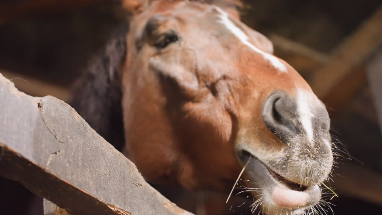 Primo piano del muso di cavallo che mastica polvere di fieno, particelle di fieno e saliva che volano dalle labbra, un colpo di lingua e uno sbuffo catturano un vivace momento nel fienile, travi e luce calda incorniciano uno studio umoristico del personaggio, energico.