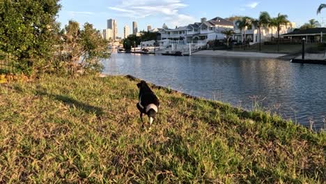 magpie walking, pecking ground near water