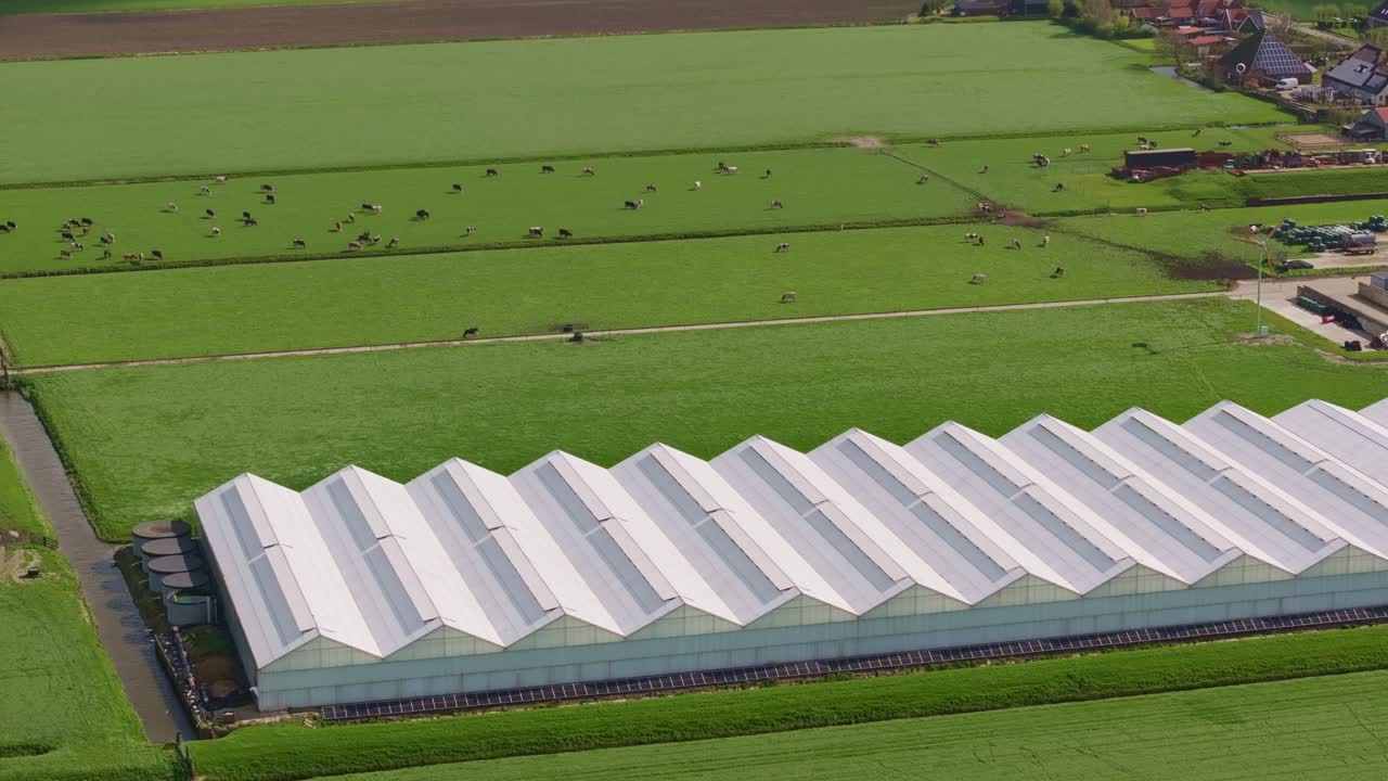 Prati ondulati con mucche e serre agricole, Paesi Bassi