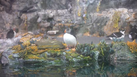 a breed of a penguin chilling on his stump in a hazy, yet vibrant habitat