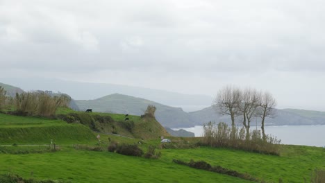 landscape with the cows and the ocean in the background