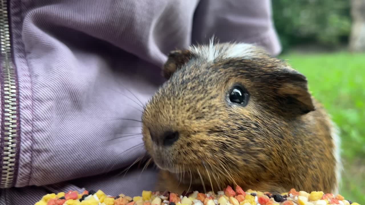 기니피그 먹는 것