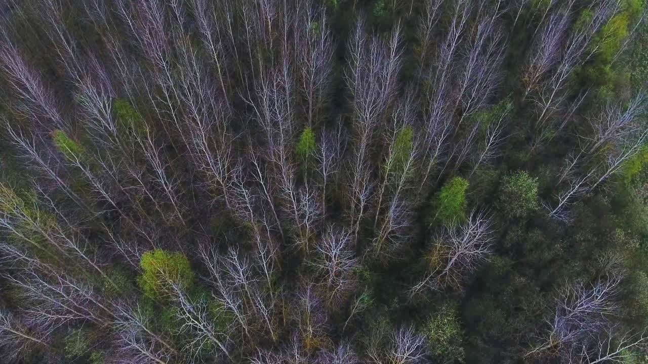 Tree Tops In The Forest In The Spring Evening. 4K Aerial Dolly-In