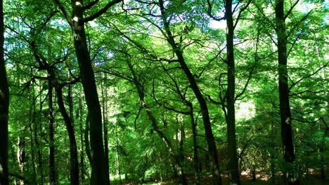 shot passing trees moving forward inside a green forest