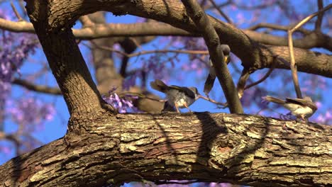 flock of honeyeater noisy miners, manorina melanocephala perching up high on the tree against beautiful jacaranda purple flowers in spring season, close up shot