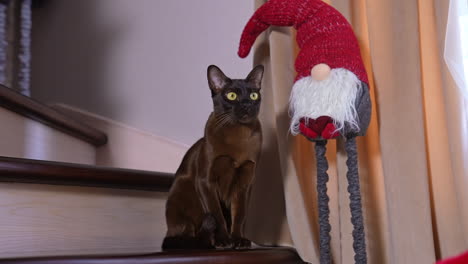 chocolate point cat sitting on stairs next to a christmas gnome