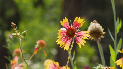 Texas-Hill-Country-Wildflower-in-slow-motion,-Indian-Blanket-red-and-yellow-flower