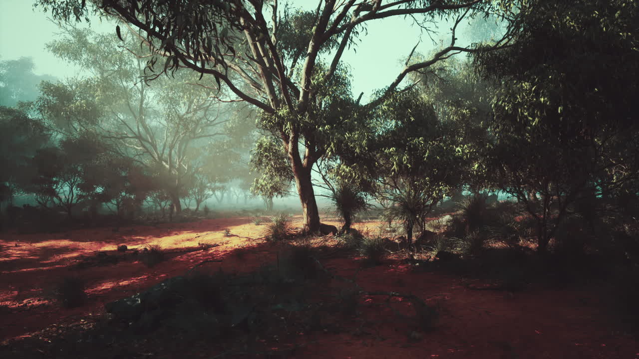 bosque de niebla en australia