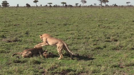 Hermosos-Cachorros-De-Guepardo-Jugando-En-La-Hierba-Bajo-El-Sol-Caliente-En-La-Conservación-De-Maasai-Mara,-Kenia---Plano-General