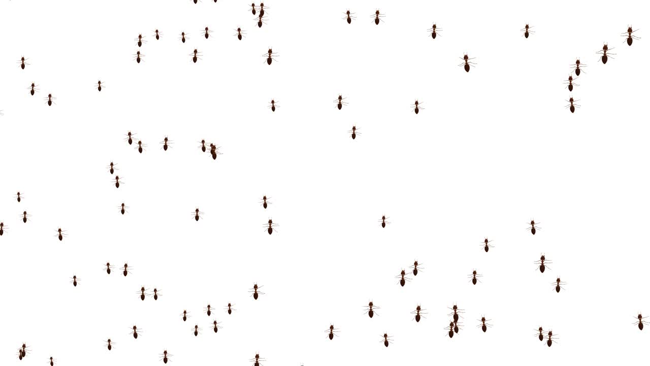 Ants Pattern on Different Backgrounds