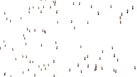 ants pattern on different backgrounds