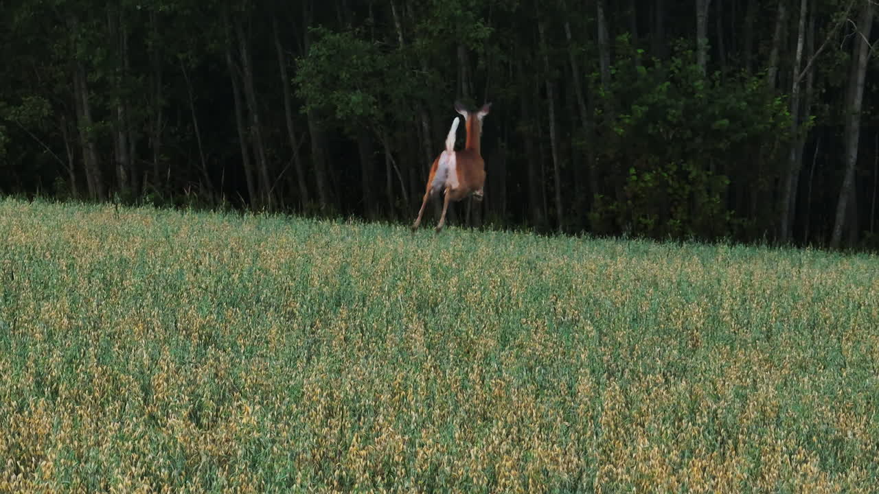siguiendo un ciervo de cola blanca corriendo por el campo rural - vista aérea