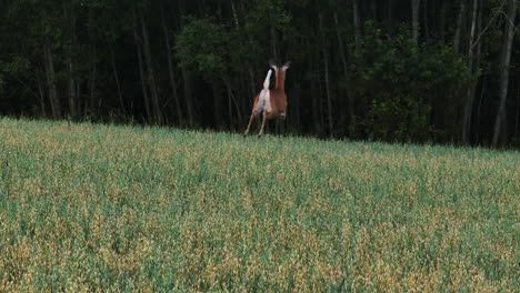 Following-a-white-tailed-deer-running-over-on-rural-field---Aerial-view