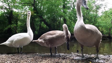 -the swans on the lake are in london park-united kingdom