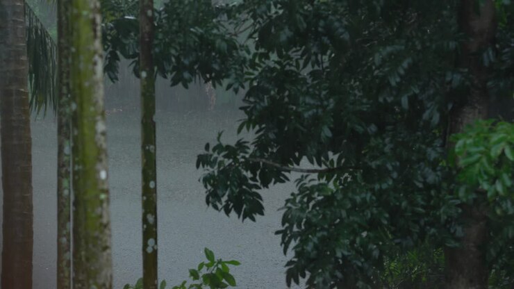 It is raining in the forest