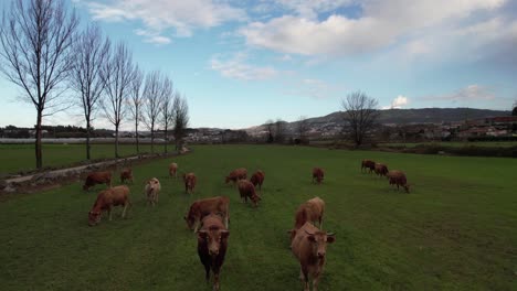 Aerial-view-of-cows-herd-grazing-on-pasture-field