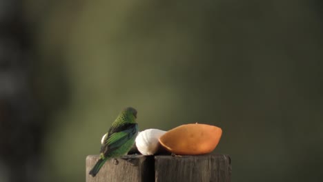 green headed tanager bird eating fruits, blurred background, static