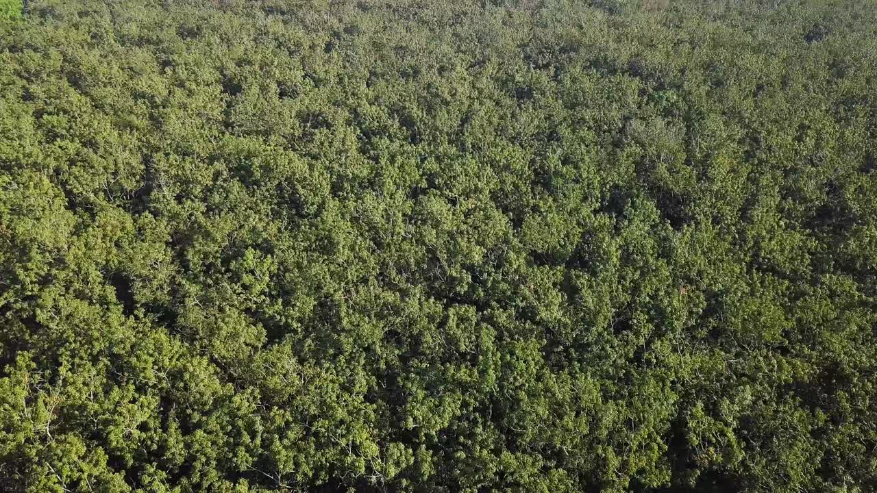 tomas de drones de los famosos túneles y la región de cu chi en vietnam, cerca de la ciudad de ho chi minh