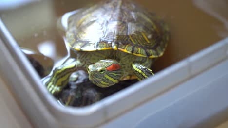 Tortugas-Mascotas-Moviéndose-Dentro-De-Una-Caja-Acuática,-Mirando-Hacia-La-Cámara