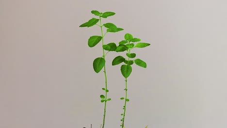 sacred tulsi tree with white background from unique perspectives