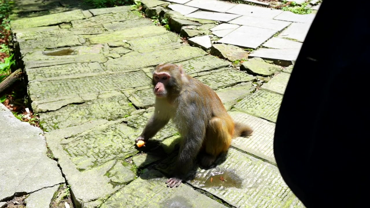 Wild macaque eating food on a stone path at Huangshi Village in Zhangjiajie, China