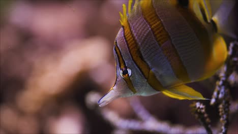 copperband butterflyfish swimming slowly in a aquatic landscape, close up tracking shot