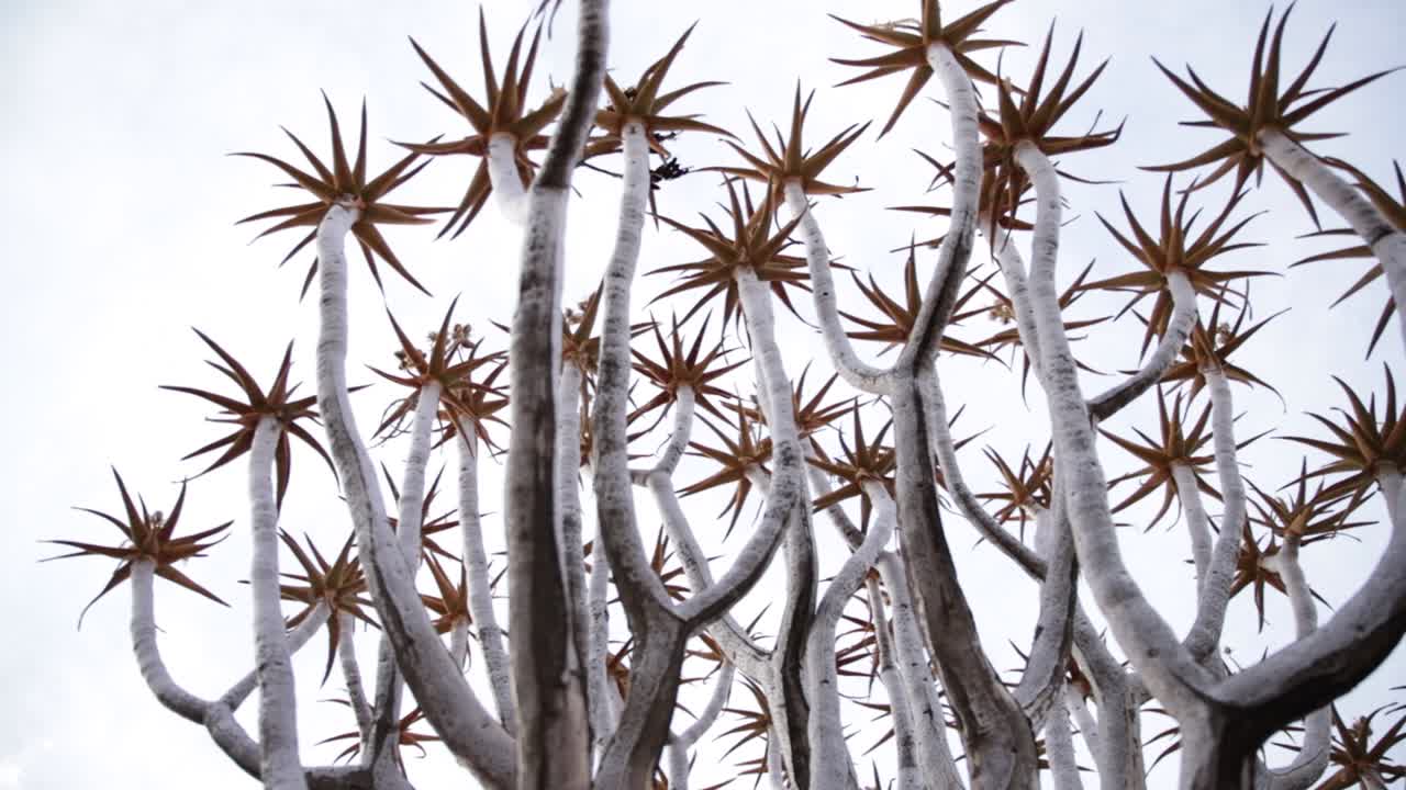 Quiver tree tops filled with succulent leaves and sprouts of seeds in Namibia