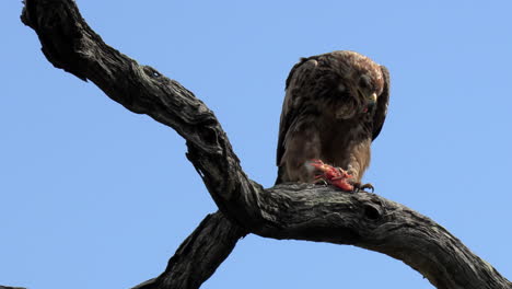 a tawny eagle feeding on its prey while perched high on a tree branch