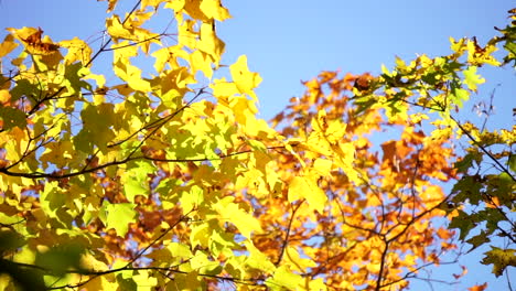 colorful autumn foliage against blue sky background